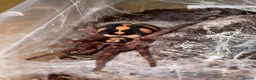 Tarantulas invertebrates for sale: Dwarf Tarantulas - Advert 2