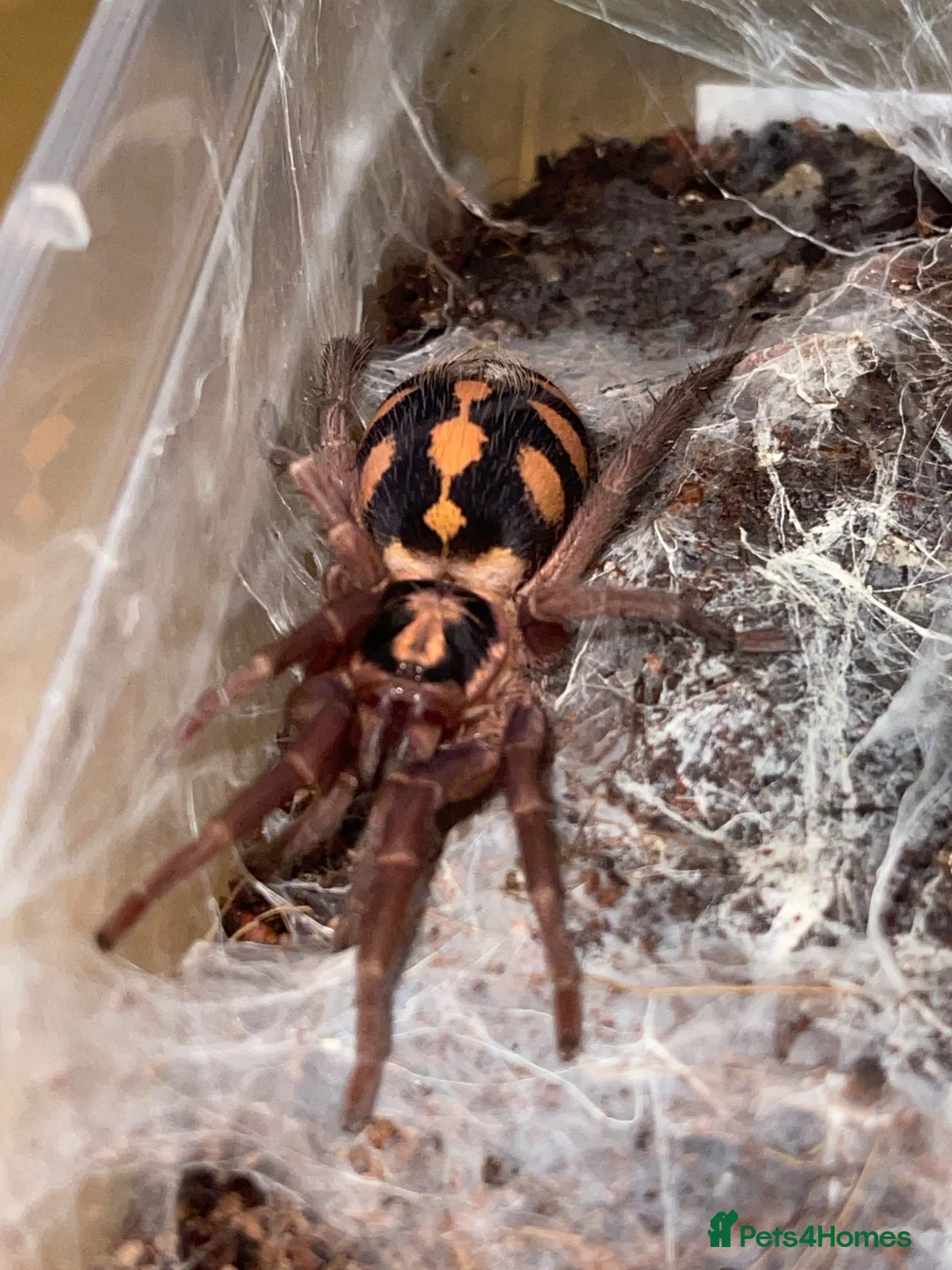 Tarantulas invertebrates for sale: Dwarf Tarantulas - Advert 2