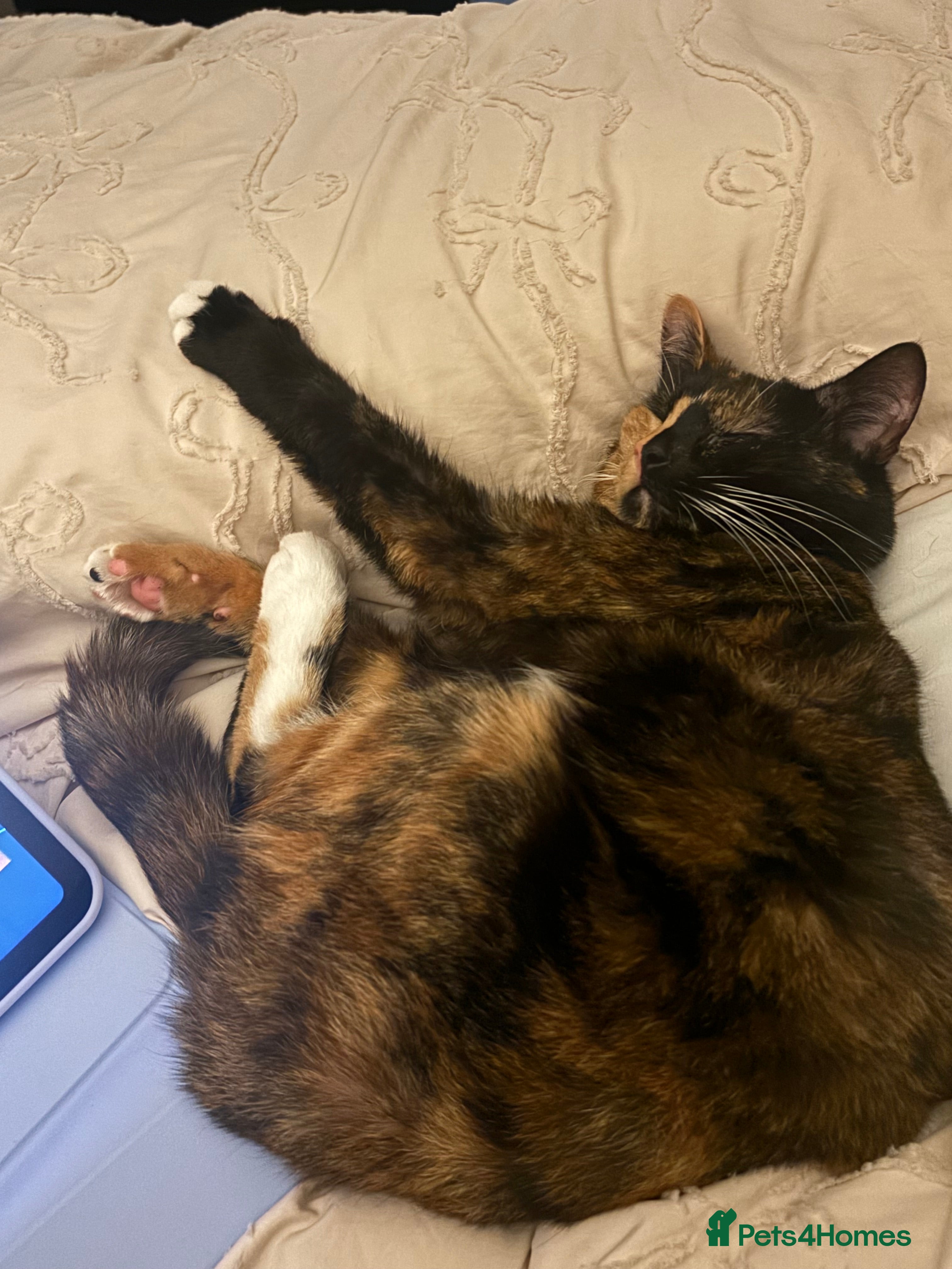 Mixed Breed cats Tortoise shell girl - Advert 4