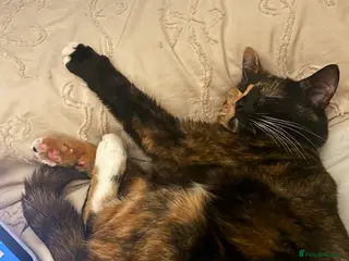 Mixed Breed cats Tortoise shell girl - Advert 2