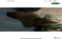 Persian cats for sale: Gorgeous Persians gccf registered pkd neg   - Image 22