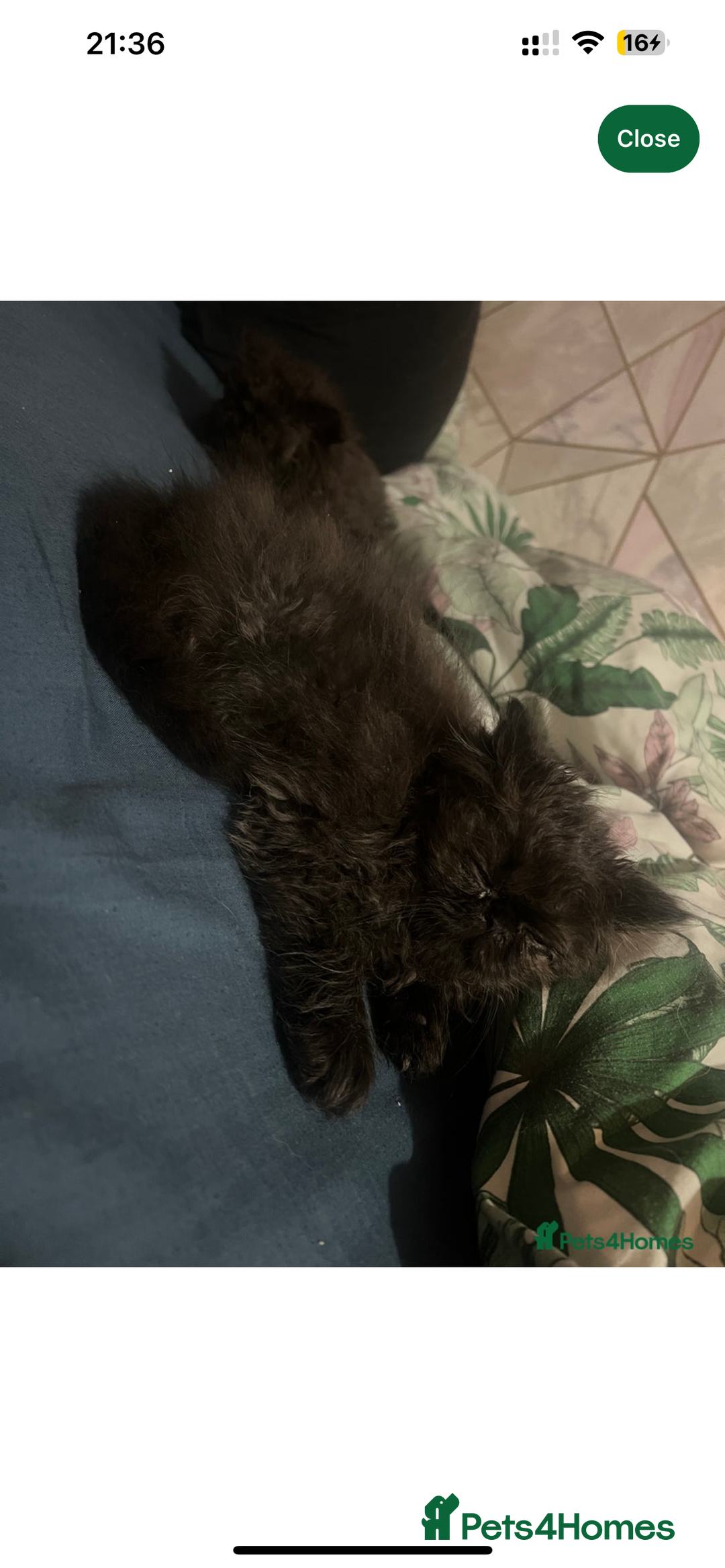 Persian cats for sale: Gorgeous Persians gccf registered pkd neg   - Image 22