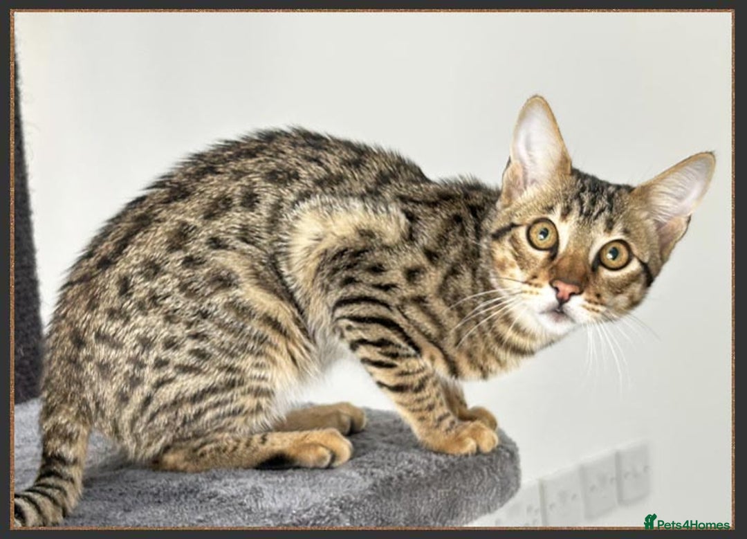 Savannah cats for sale: Dramatically reduced and ready F5 SBT Savannahs in Bingley - Image 31