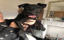 Patterdale Terrier dogs for sale: 19 week old patterdale - Image 5