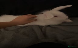 Lionhead rabbits for sale: Lionhead rabbit for sale. - Advert 1