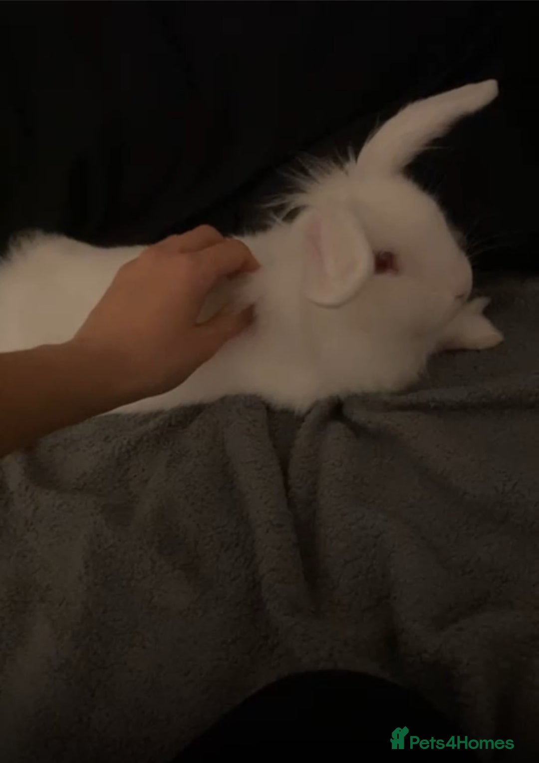 Lionhead rabbits for sale: Lionhead rabbit for sale. - Advert 1