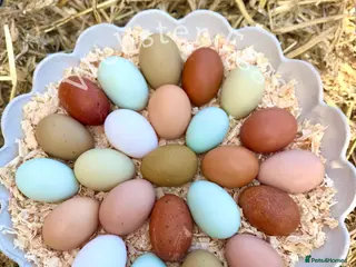 Chickens poultry Olive Egger/Easter Egger Hatching Eggs in Lingfield - Advert 1