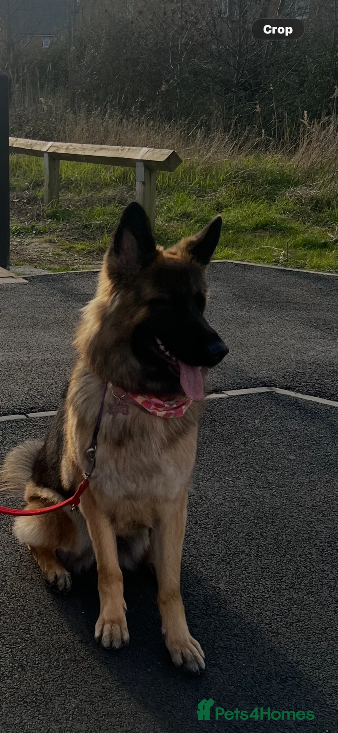 German Shepherd dogs for sale: Loving German shepherd female 19 month old - Advert 10