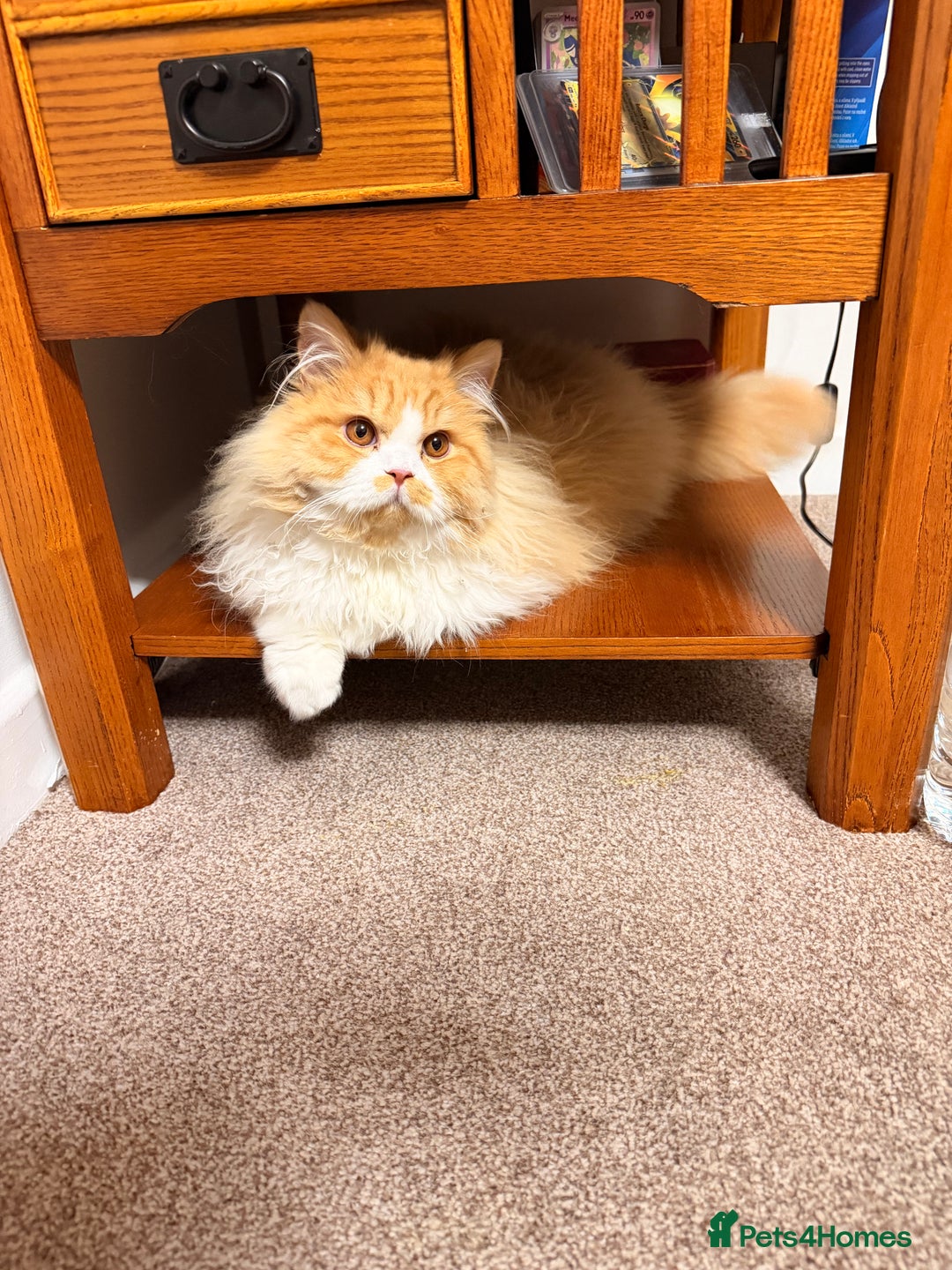 Brazilian Shorthair cats for sale: Beautiful Pedigree British Longhair Kitten - Advert 4