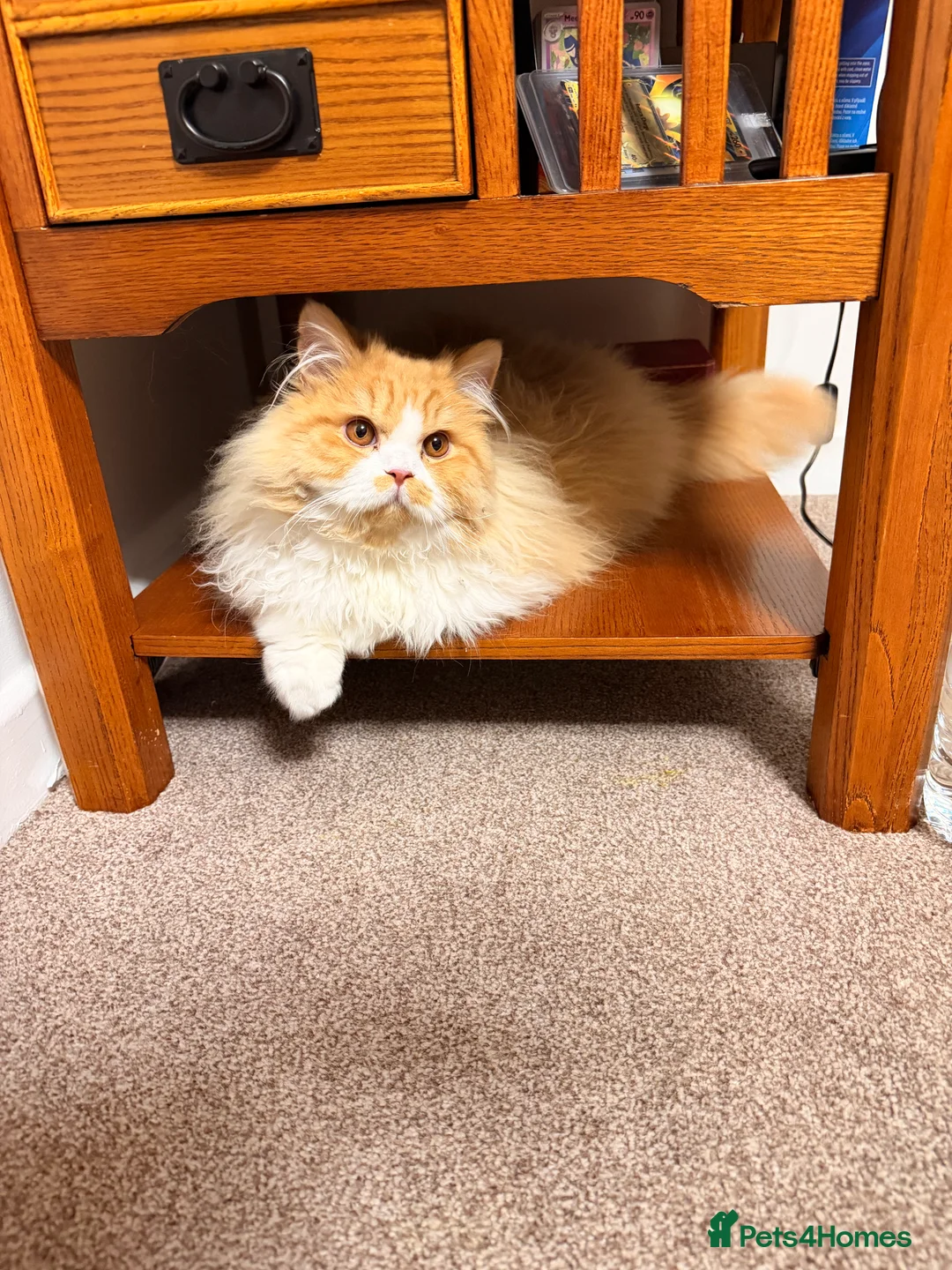 Brazilian Shorthair cats for sale: Beautiful Pedigree British Longhair Kitten - Advert 4