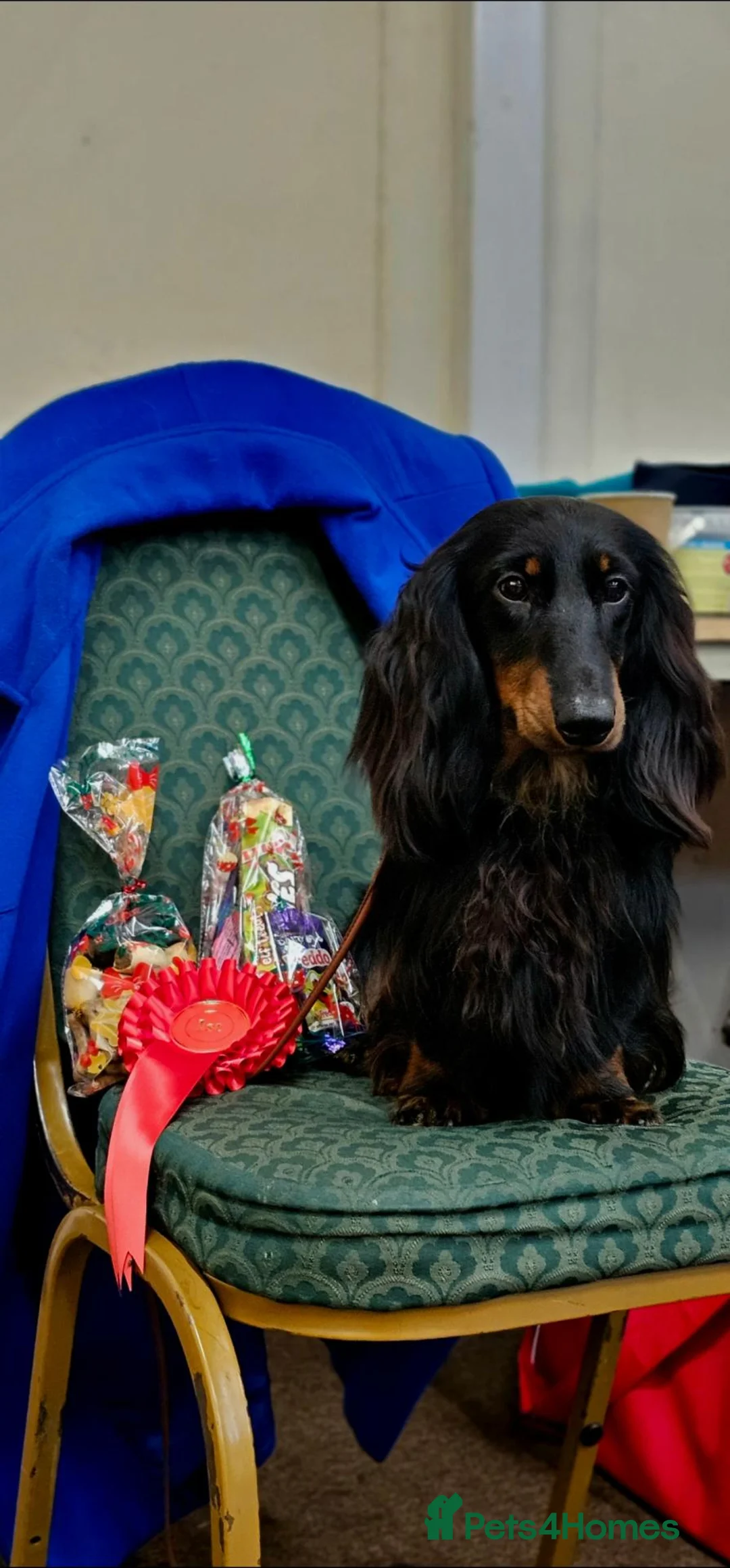 Miniature Dachshund dogs for stud: Miniature Dachshund  - Advert 1