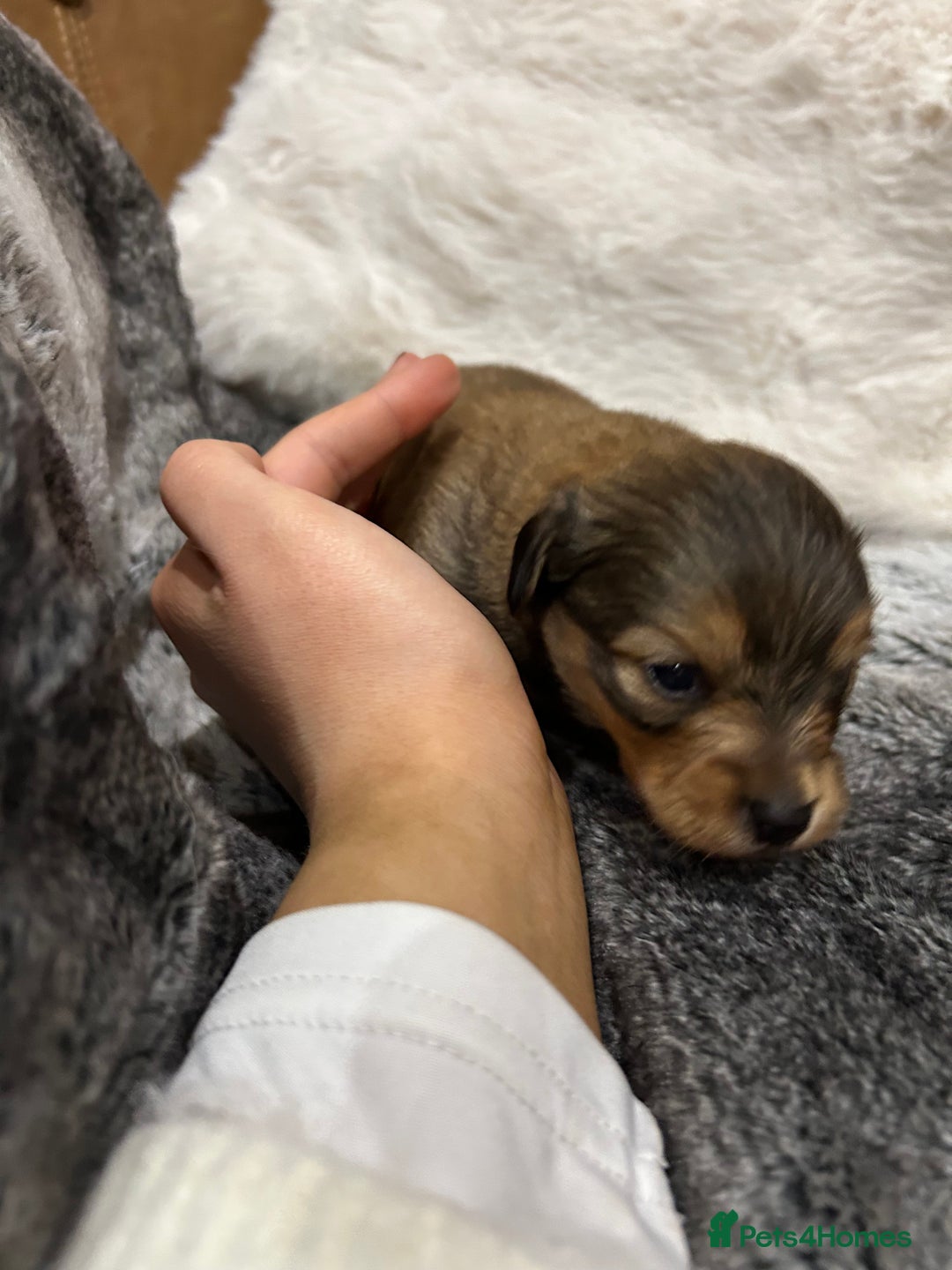 Mixed Breed dogs for sale: Miniature Dauchshund/ Pomeranian puppies for sale - Advert 17