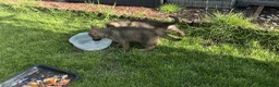 Shepsky dogs for sale: German shepherd husky x German shepherd  in Gravesend - Advert 17