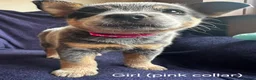 Australian Cattle Dog dogs for sale: Now reduced! Stunning cattle dogs! - Advert 15