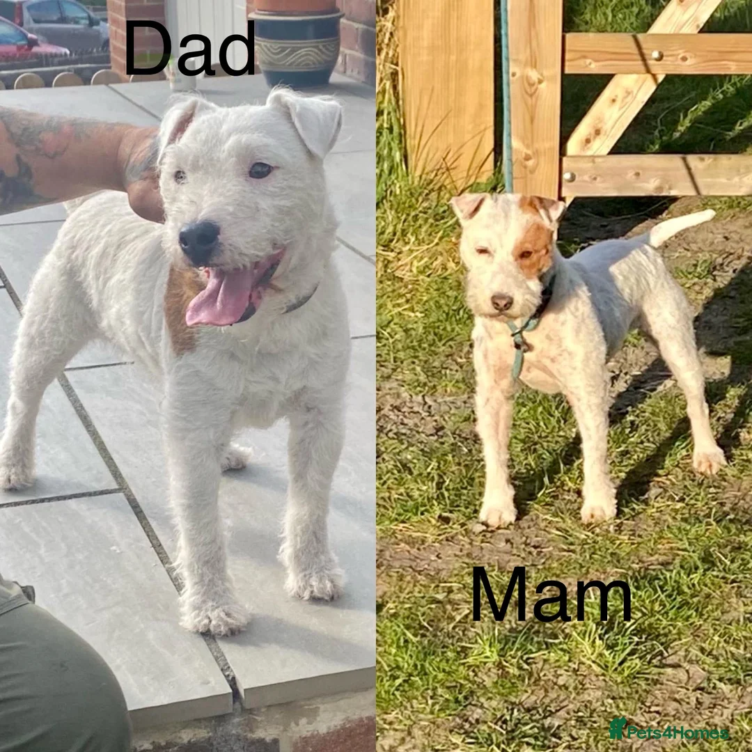 Parson Russell dogs for sale: Parson Russell pups  - Advert 7