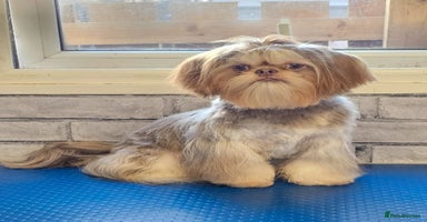 Shih Tzu dogs in Motherwell - Advert 5