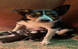 Border Collie dogs for sale: Stunning male pup - Image 1