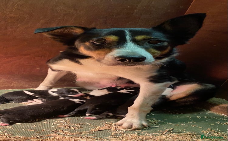 Border Collie dogs - Advert 1