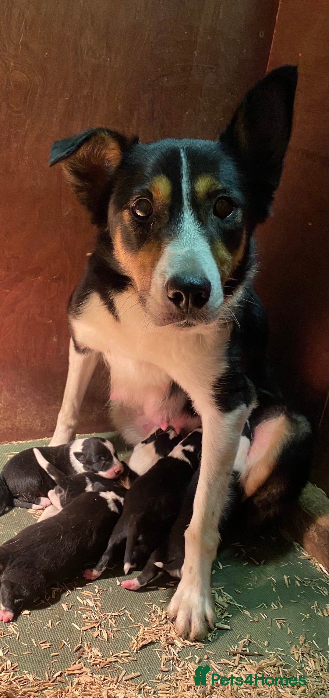 Border Collie dogs for sale: Stunning male pup - Image 1