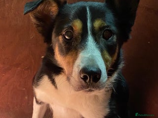 Border Collie dogs - Advert 1