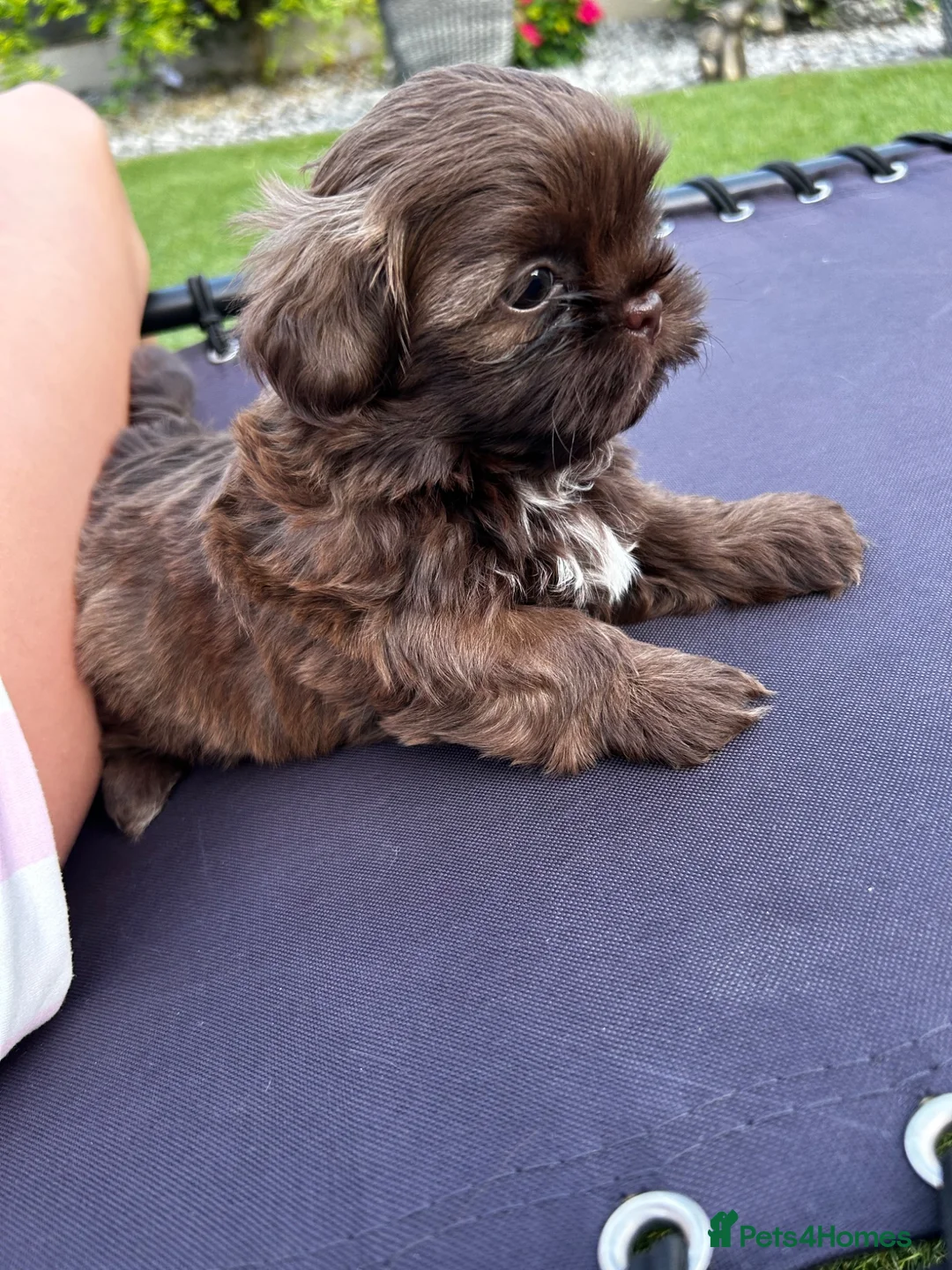 Shihpoo dogs for sale: Stunning 3/4 Imperial Shih Tzu x 1/4 Toy poodle - Advert 11