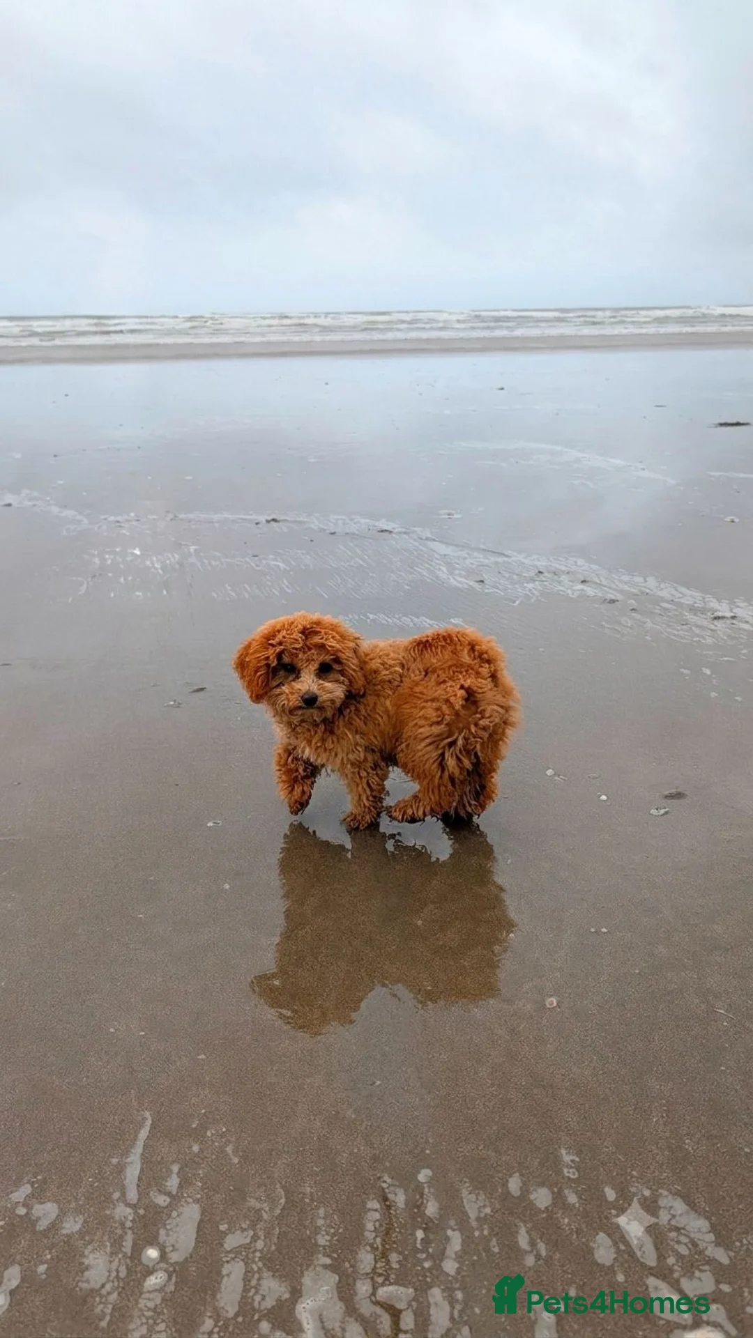 Poochon dogs for sale: Poochon Pup for Sale  in Abergavenny - Advert 4