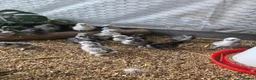 Chickens poultry for sale: UNSEXED USA SILKIE CHICKS  - Advert 2