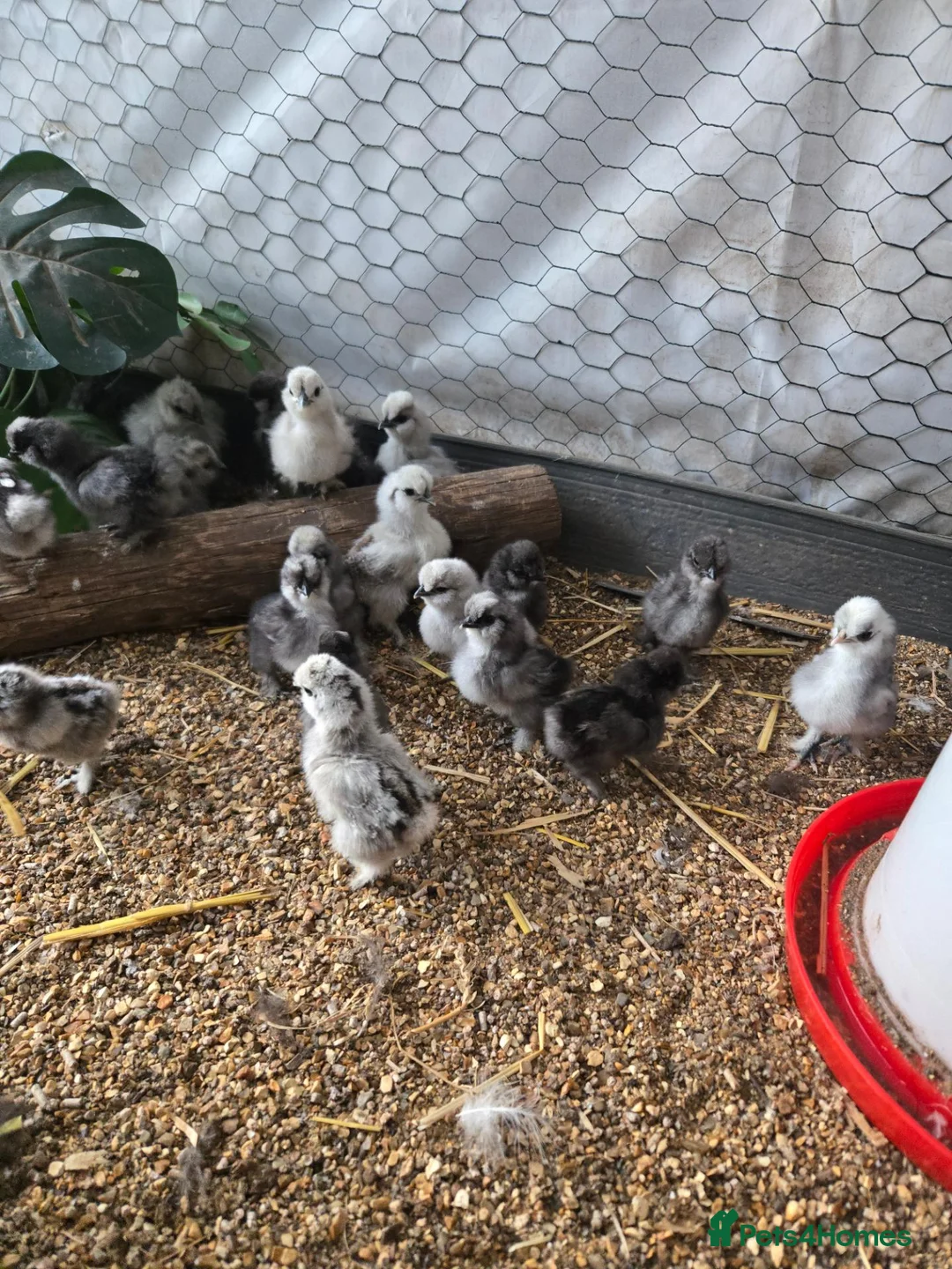 Chickens poultry for sale: UNSEXED USA SILKIE CHICKS  - Advert 2