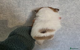 Pomchi dogs for sale: Last remaining Pomchi boy. - Advert 4