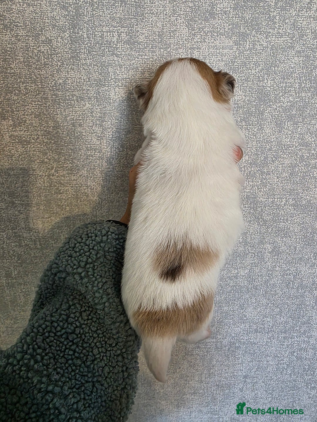 Pomchi dogs for sale: Last remaining Pomchi boy. - Advert 4