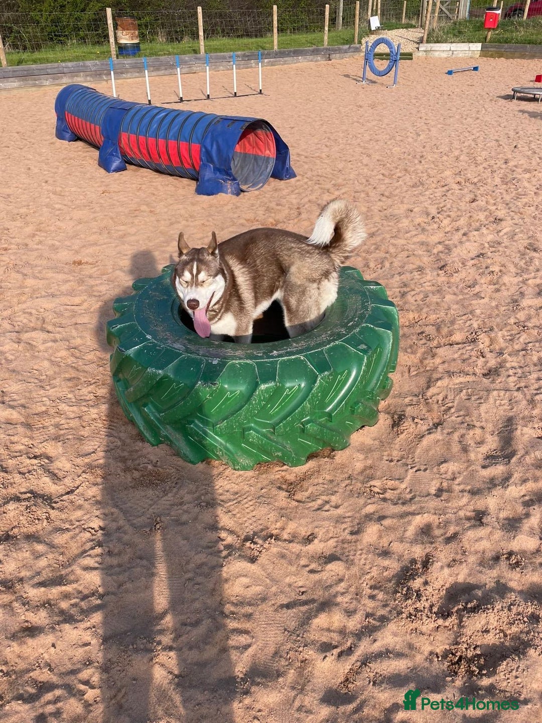 Siberian Husky dogs for sale: Siberian husky male (buck) - Image 8