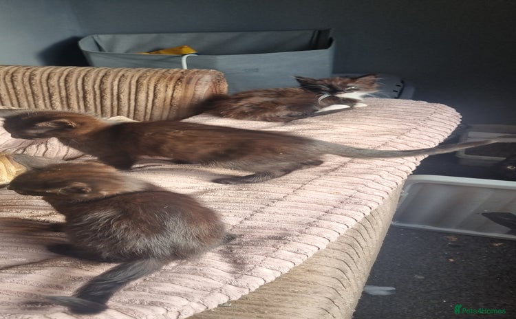 Mixed Breed cats - Advert 1