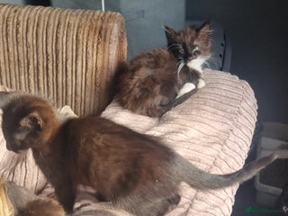 Mixed Breed cats - Advert 1