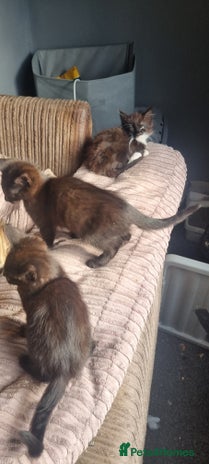 Mixed Breed cats - Advert 1