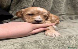 Cockapoo dogs for sale: Beautiful tiny cockapoos!  - Image 10