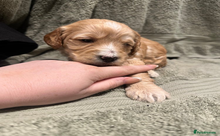 Cockapoo dogs - Advert 1