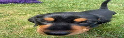 Miniature Dachshund dogs for sale: Miniature dachshund puppies  in Winchester - Advert 9