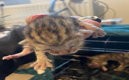 Bengal cats for sale: 9 BENGAL RAGDOLL X KITTENS - Image 15