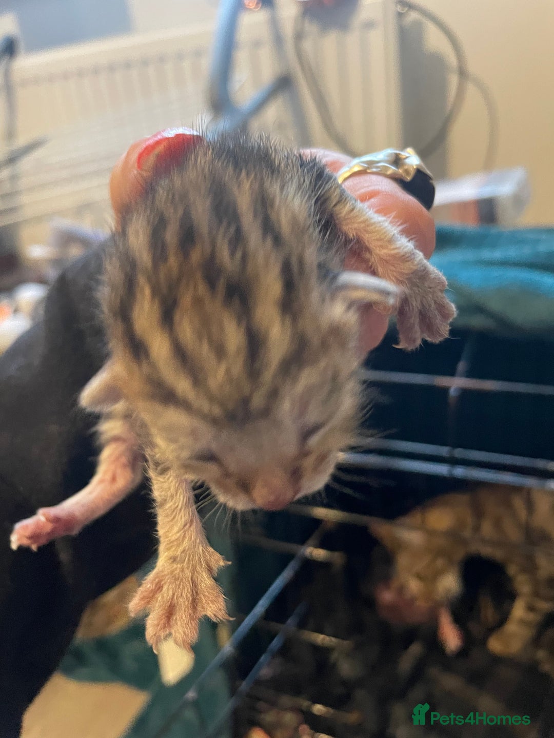 Bengal cats for sale: 9 BENGAL RAGDOLL X KITTENS - Image 15