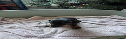 Miniature Dachshund dogs for sale: My family dogs have had a litter of 5  - Advert 21