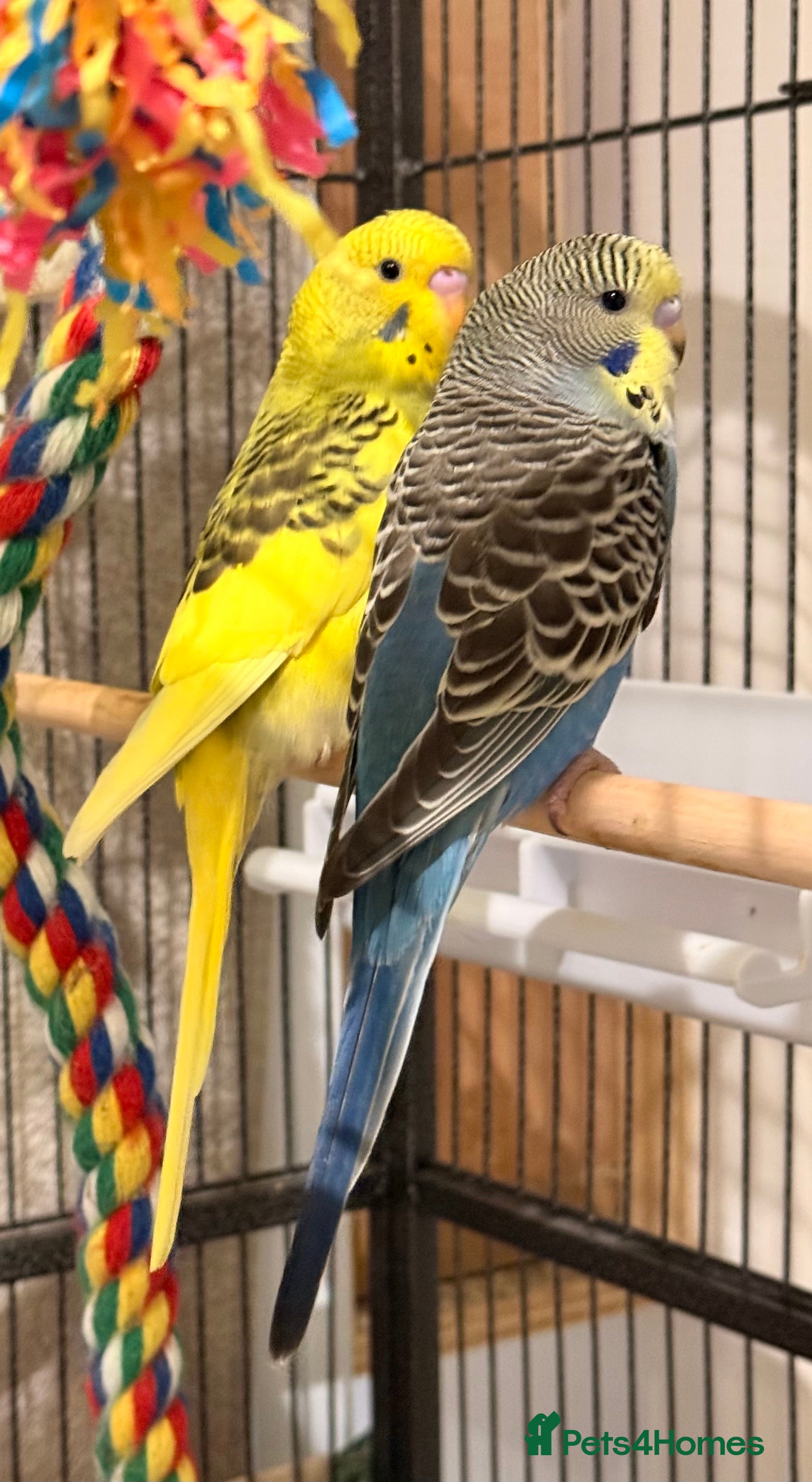 Budgerigars birds Bonded pair of budgies runcorn  - Advert 12