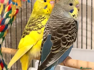 Budgerigars birds Bonded pair of budgies runcorn - Advert 12
