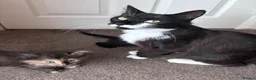 Mixed Breed cats for sale: Beautiful fluffy kittens - Advert 11