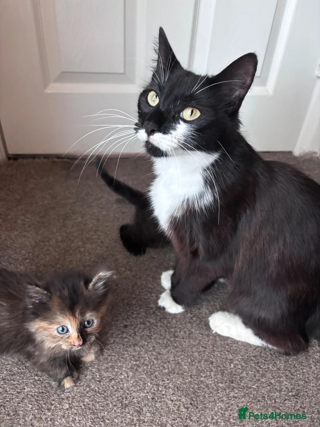 Mixed Breed cats for sale: Beautiful fluffy kittens - Advert 11