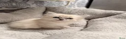 Ragdoll cats for sale: ***Last little girl***ready next week*** - Advert 13