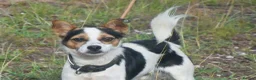 Mixed Breed dogs for adoption: Rasti in Alfreton - Advert 9