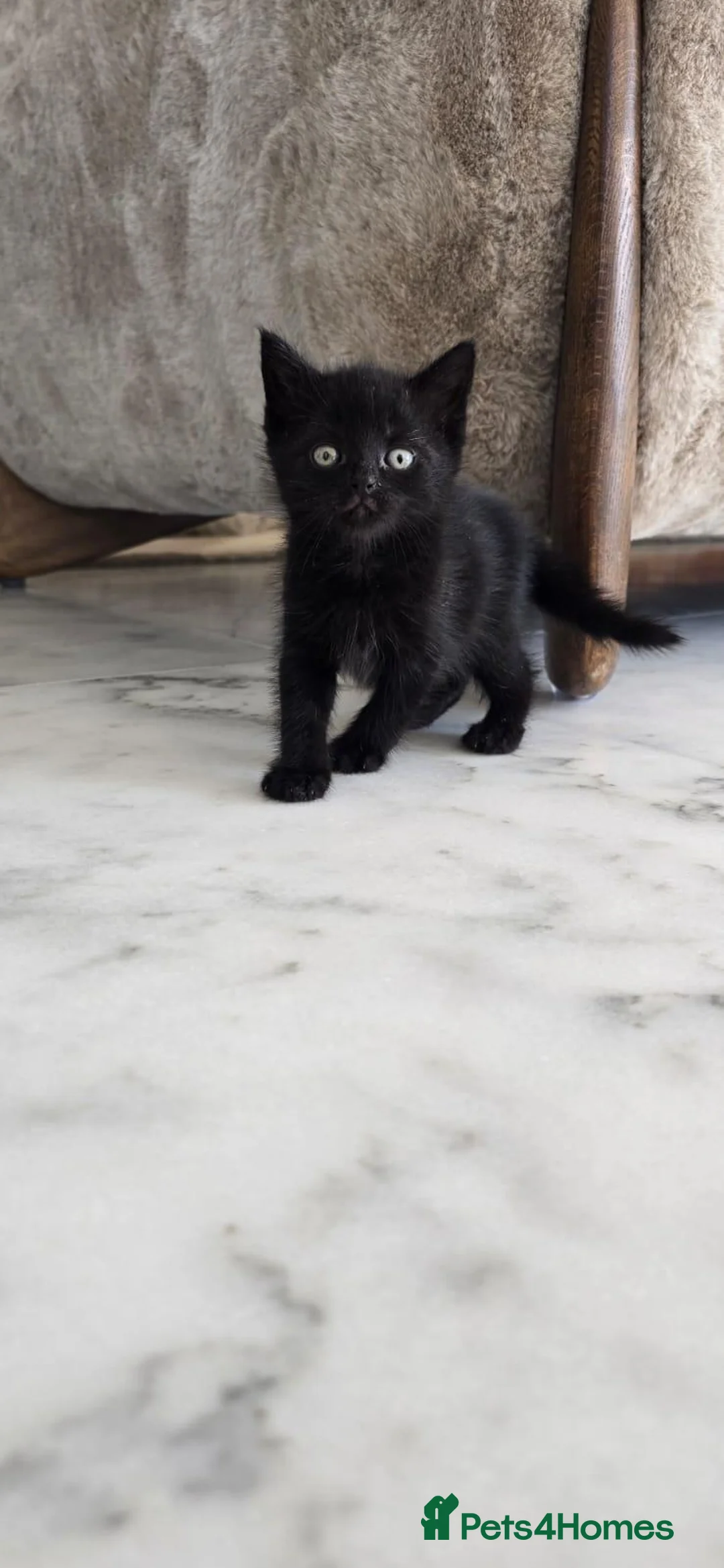 Mixed Breed cats for sale: Fluffy Black Kitten - Advert 2
