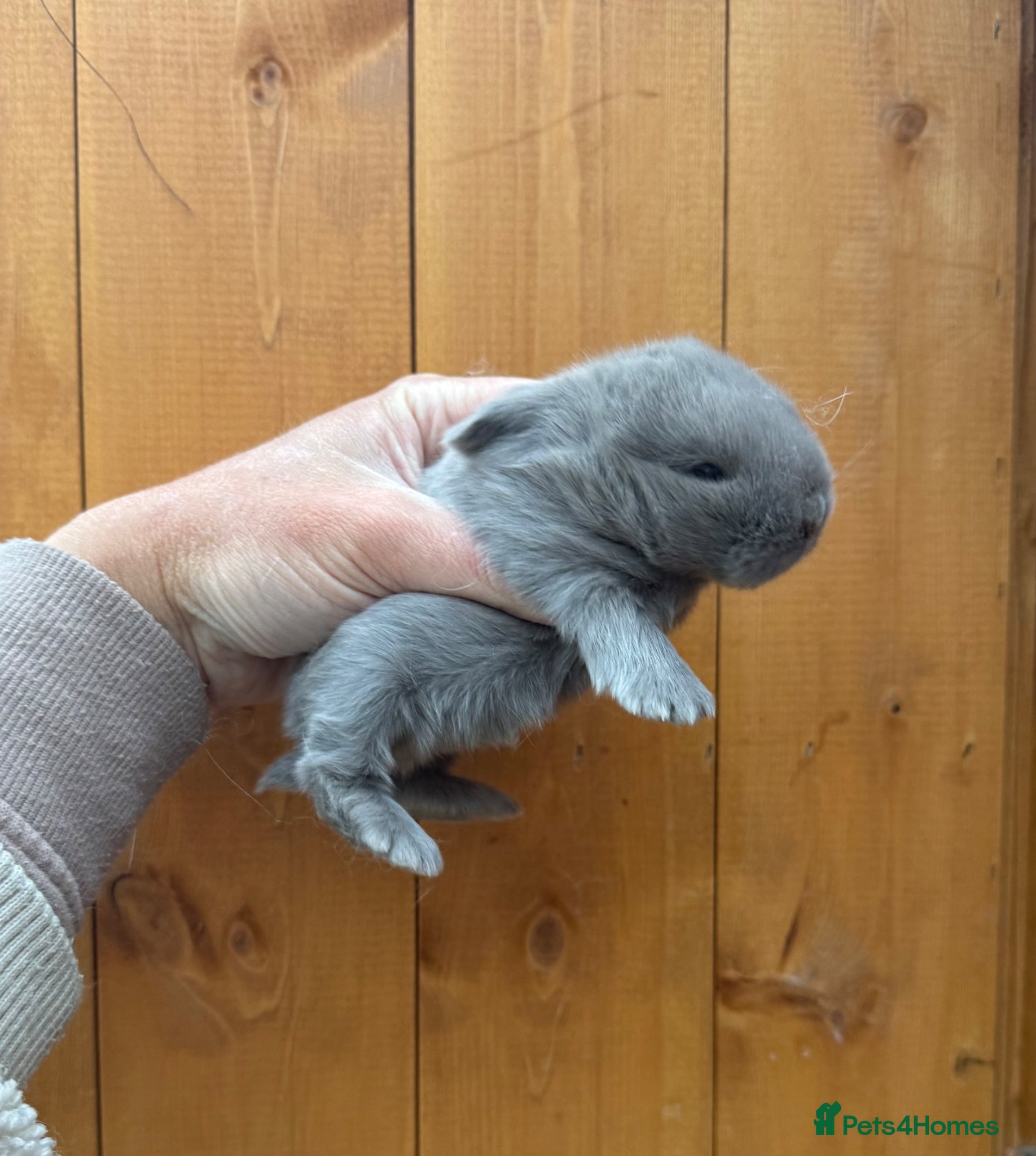 Mini Lop rabbits 🩶 3 Pure Mini Lops - Waiting list open 🩶 - Advert 2