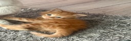 Maine Coon cats for sale: Ginger kittens - Advert 22