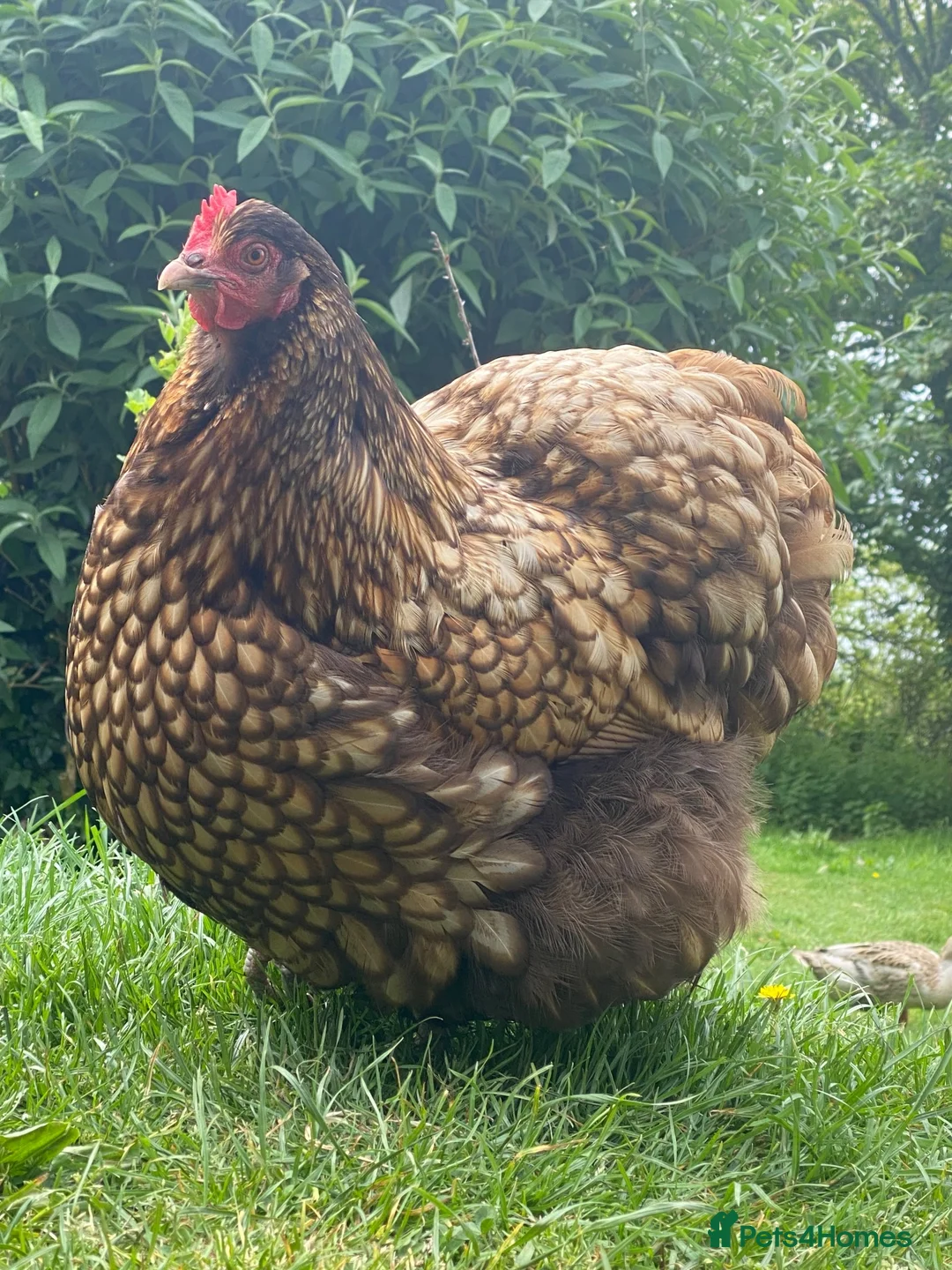 Chickens poultry for sale: Orpington Chickens For Sale in Looe - Advert 1